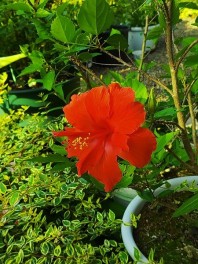 鴎外忌(7月9日)